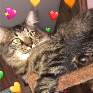 Meet your Posher, Joy